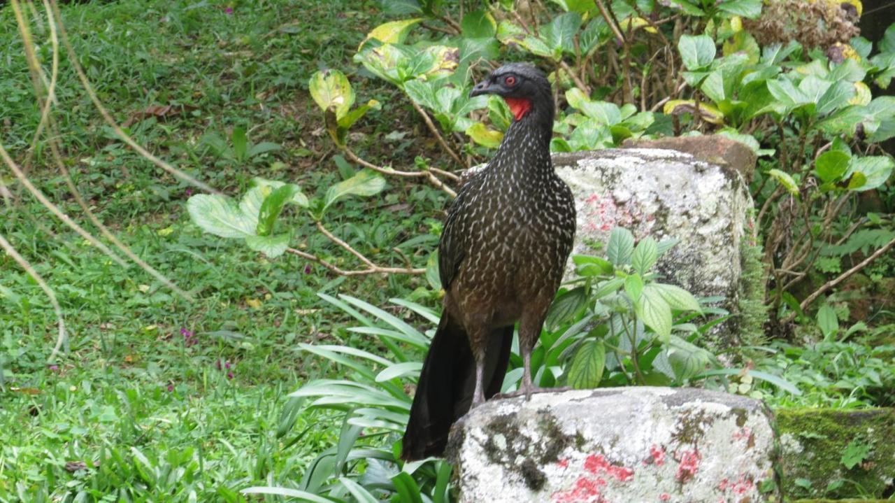 Villa Violeta Petrópolis Eksteriør bilde
