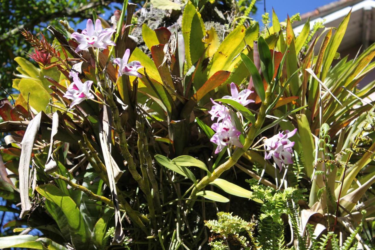 Villa Violeta Petrópolis Eksteriør bilde